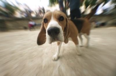 Pablo Altar - Everyday - © Lambert | Lambert