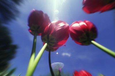 Pablo Altar - Everyday - © Lambert | Lambert