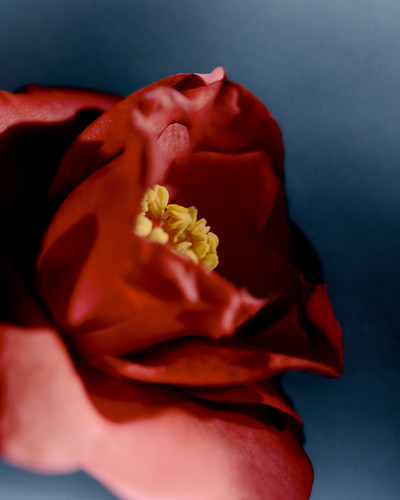 Atelier Cologne - Camélia Intrépide - © Lambert | Lambert