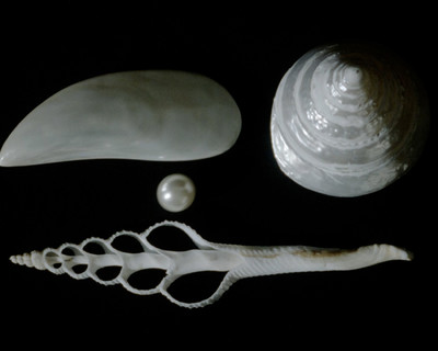 Blanc - Étude de Nuances N°2 - © Lambert | Lambert