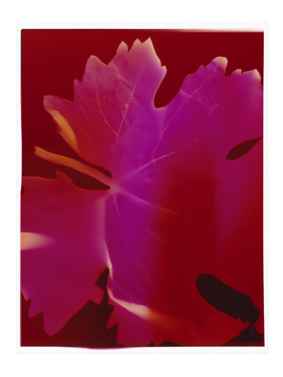 Dom Perignon - © Lambert | Lambert