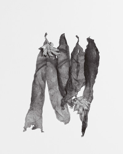 Harper&#8217;s Bazaar Italia - © Lambert | Lambert