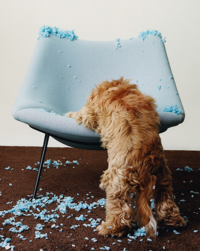 Paperboy - Canine Chaos - © Lambert | Lambert