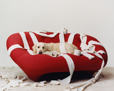 Paperboy - Canine Chaos - © Lambert | Lambert