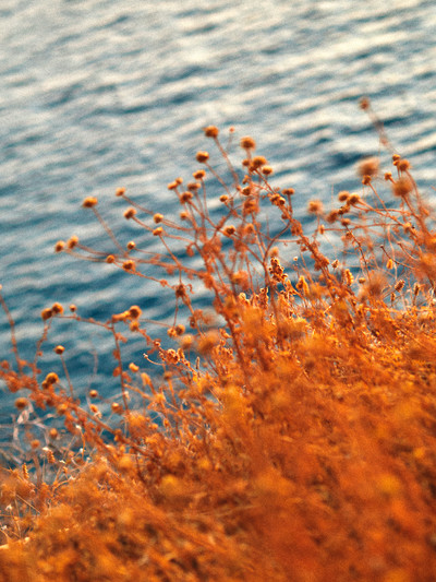 Lary in Hydra - Blome Studio - © Lambert | Lambert