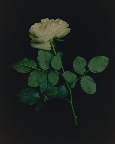 Parfums - © Lambert | Lambert